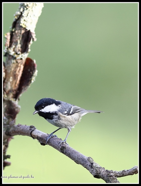Mésange noire
