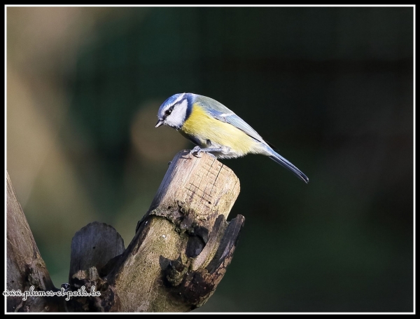 Mésange bleue