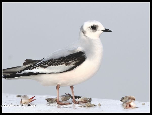 Mouette de Ross