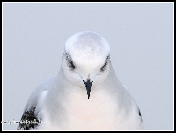 Mouette de Ross