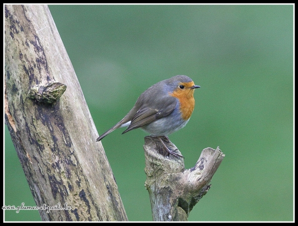 Rouge-gorge familier