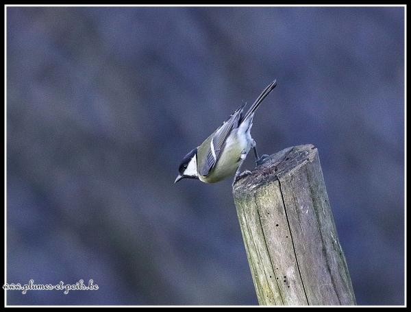 Mésange charbonnière