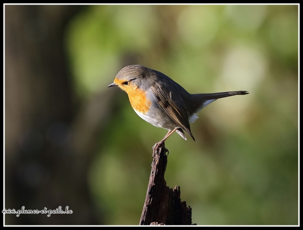 Rouge-gorge familier