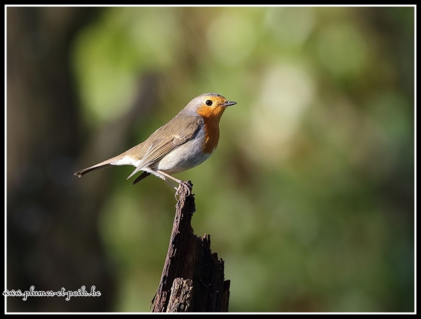 Rouge-gorge familier
