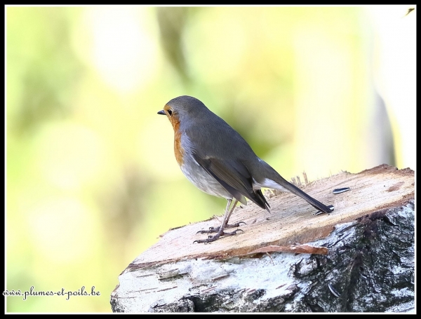 Rouge-gorge familier