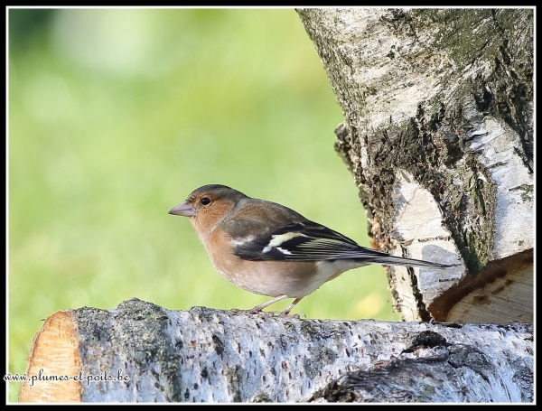 Pinson des arbres