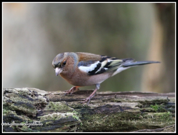 Pinson des arbres