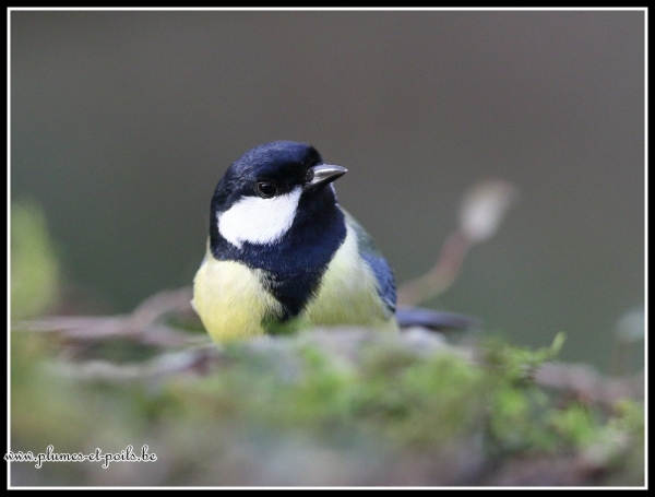 Mésange charbonnière
