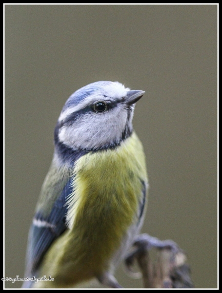 Mésange bleue