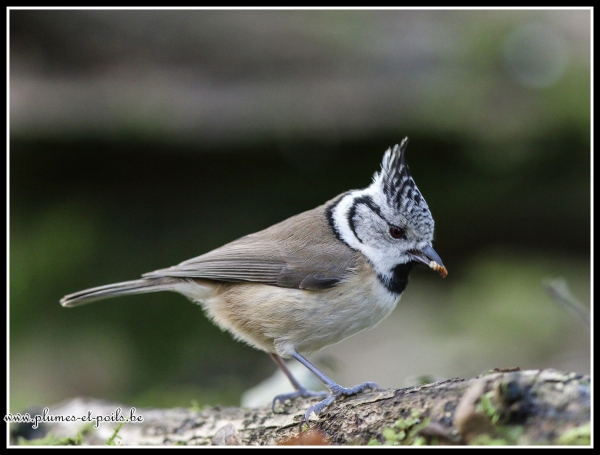 Mésange huppée