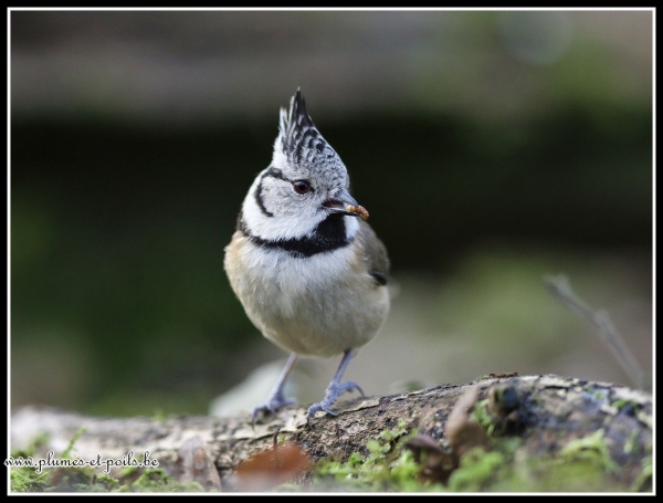 Mésange huppée