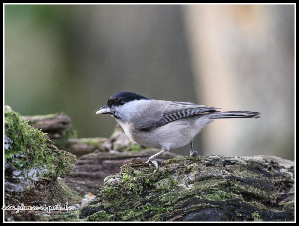 Mésange nonnette