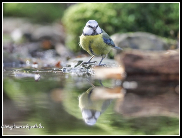 Mésange bleue