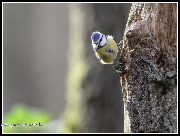 Mésange bleue