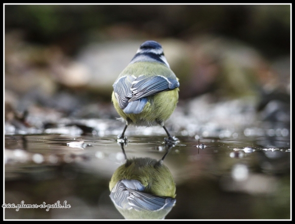 Mésange bleue