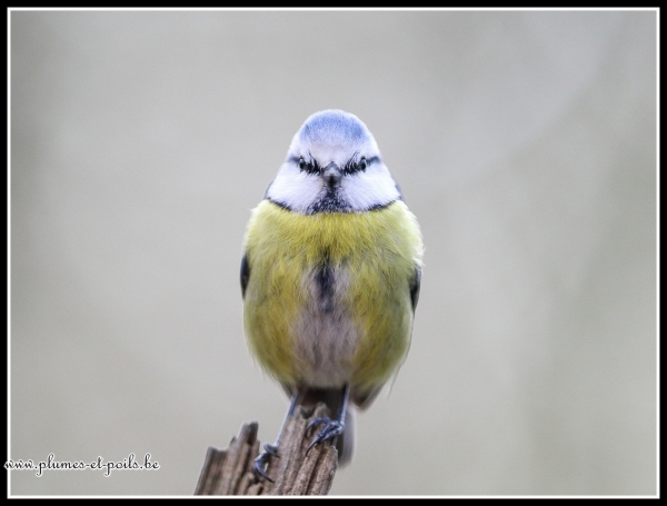 Mésange bleue