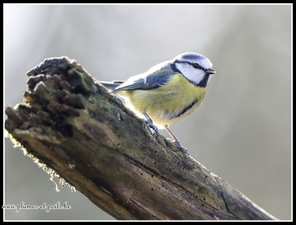 Mésange bleue