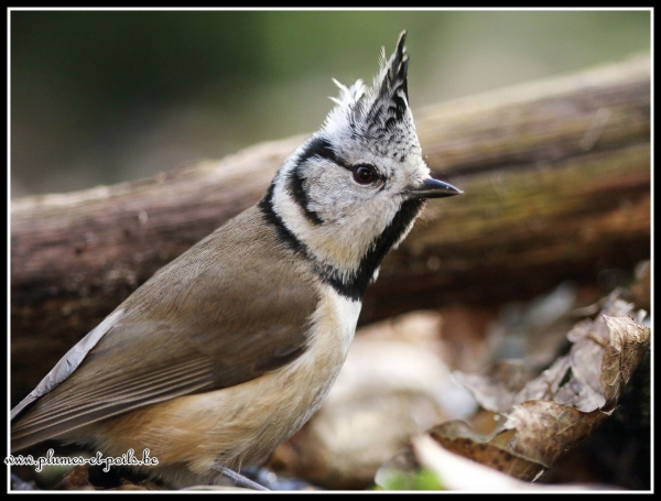 Mésange huppée