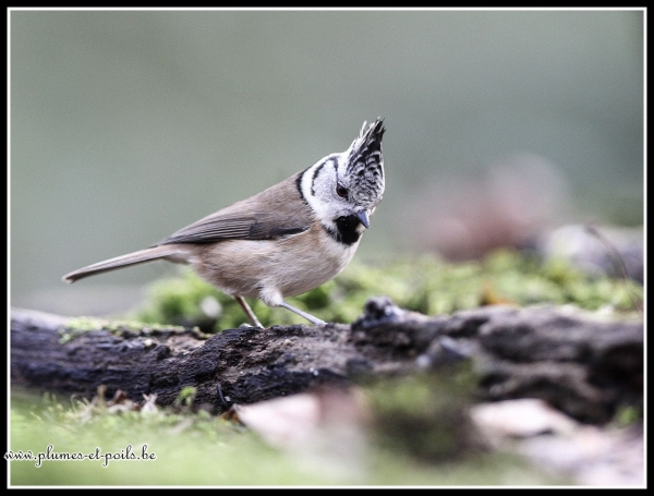 Mésange huppée