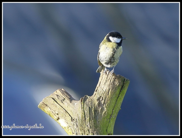 Mésange charbonnière