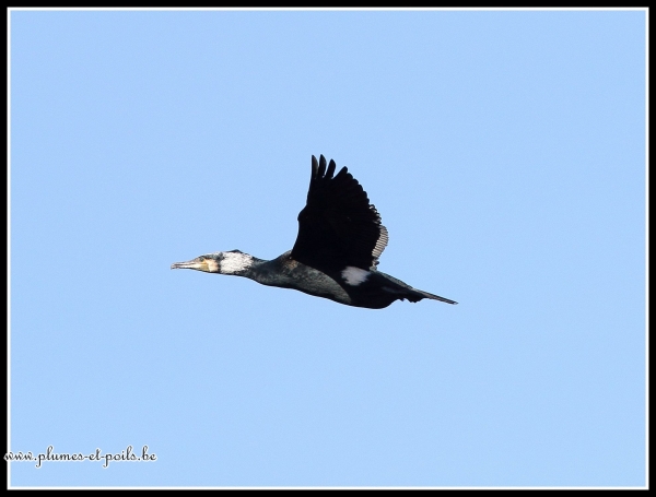 Grand cormoran