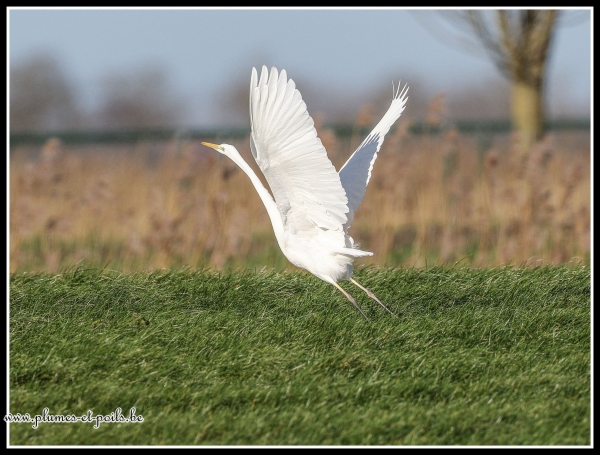 Grande aigrette