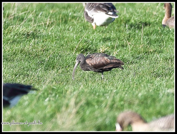 Ibis falcinelle