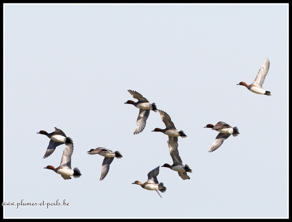Canards siffleurs