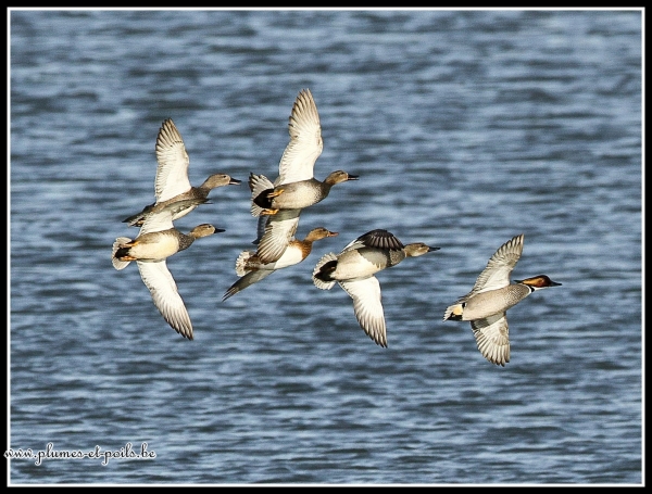 Canard chipeau