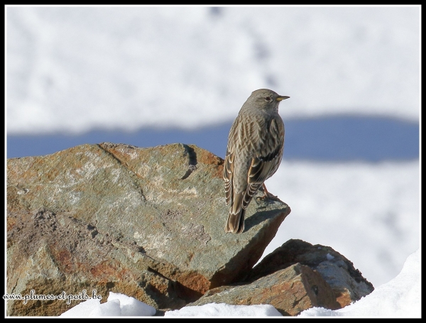 Accenteur alpin