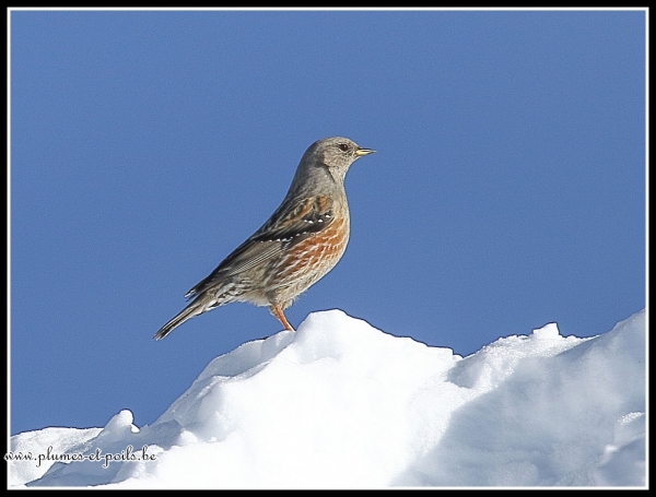 Accenteur alpin