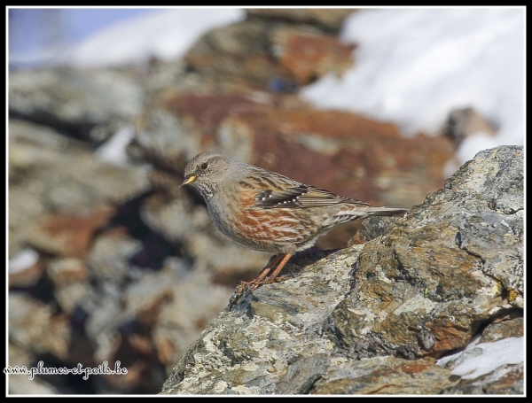 Accenteur alpin