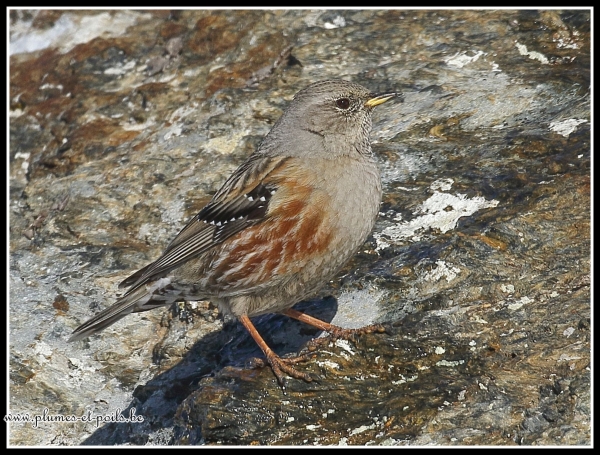 Accenteur alpin