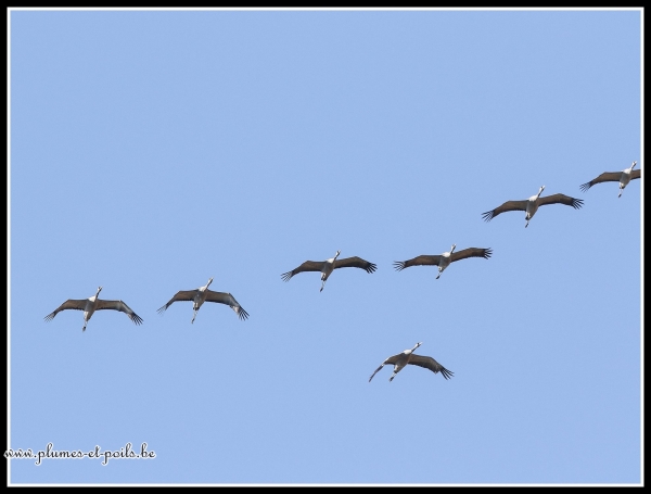 Grues cendrées