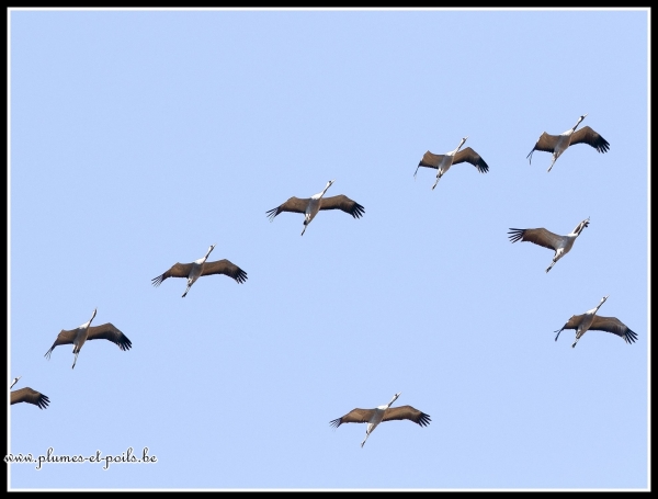 Grues cendrées
