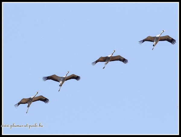 Grues cendrées