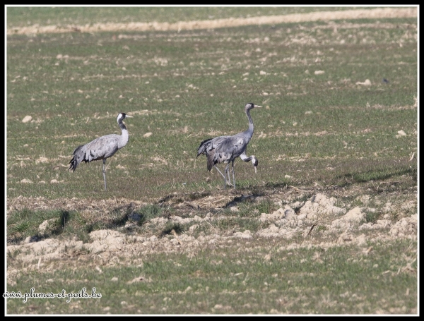 Grues cendrées