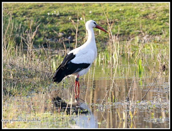 Cigogne blanche