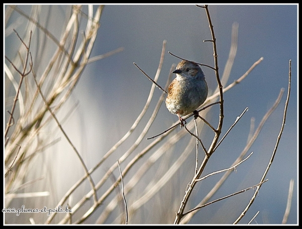 Gorgebleue à miroir