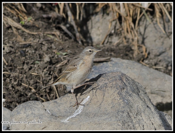 Pipit spioncelle