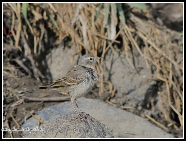 Pipit spioncelle