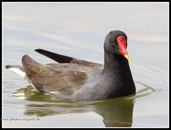 Gallinule poule d'eau