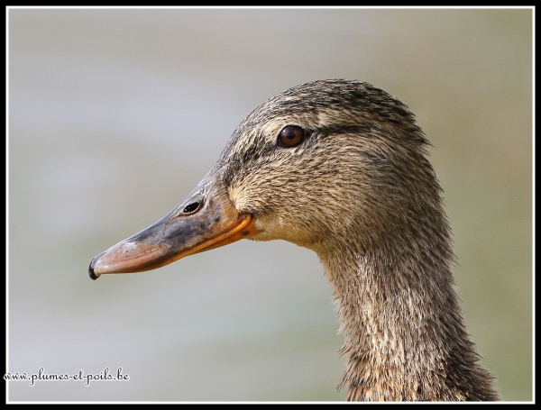Canard colvert