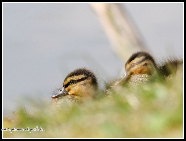 Canard colvert (juvénile)