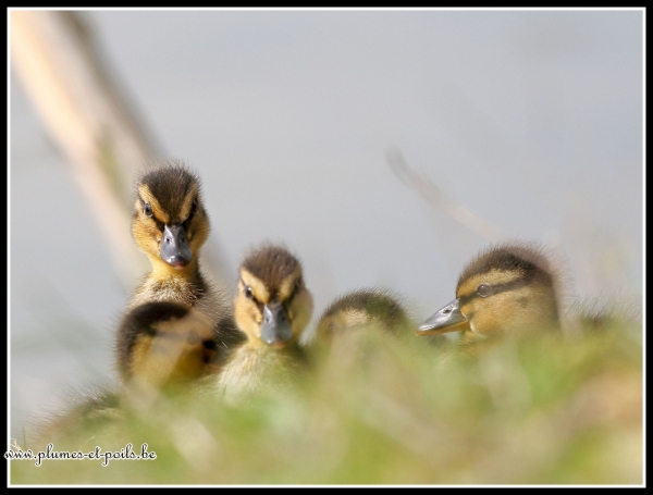 Canard colvert (juvénile)