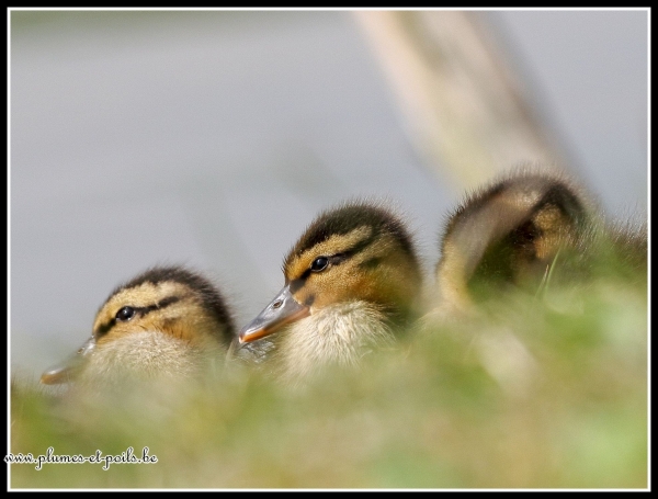 Canard colvert (juvénile)