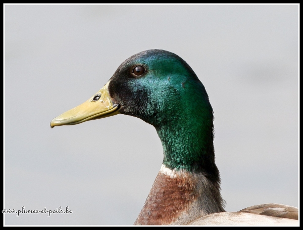 Canard colvert