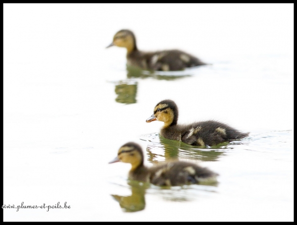 Canard colvert (juvénile)