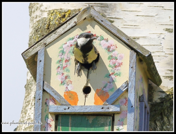 Mésange charbonnière