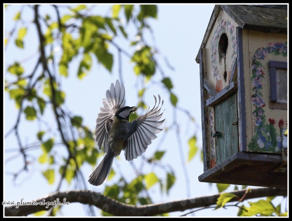 Mésange charbonnière